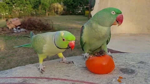 Green Parrot Stock Footage 164019794