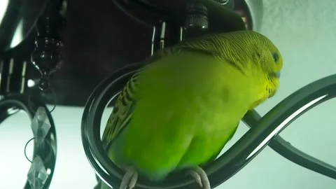 Green parrot Stock Footage 205550622