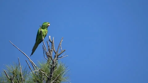 Green parrot Stock Footage 272145122
