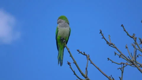 Green parrot Stock Footage 291802606