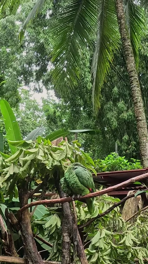 Green Parrot Stock Footage 294823376