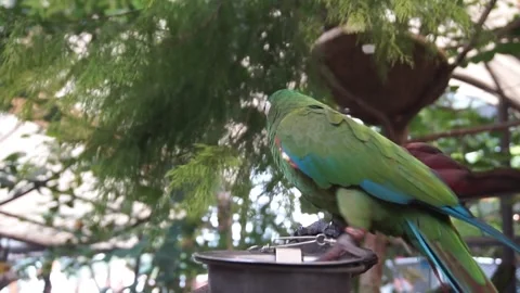Green parrot Stock Footage 330184904
