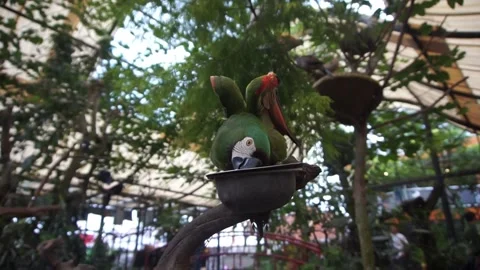 Green parrot Video stock 330184905