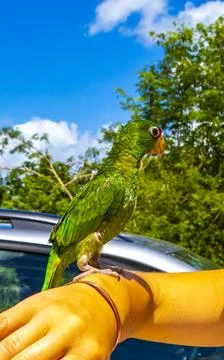 Green parrot on the hand arm in Solferino Mexico. 写真素材