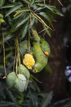 Green parrot hanging upside down while eating mango fruit Foto stock