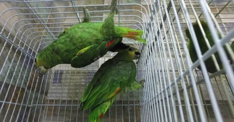 A green parrot hangs its head down. Stock Footage 77410459