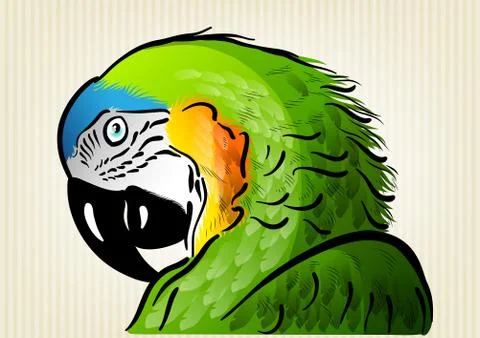 Green parrot Stock Illustration