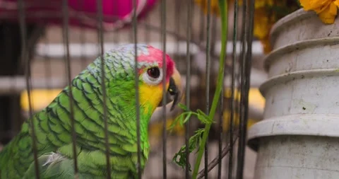 Green parrot inside a small metal cage SLOMO Stock Footage 318950785