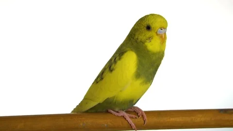 Green parrot isolated on white background Stock Footage 101824245