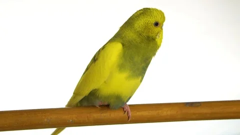Green parrot isolated on white background Stock Footage 101824271