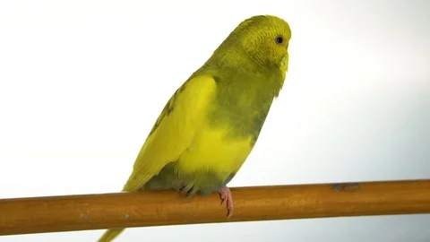 Green parrot isolated on white background Stock Footage 101824282