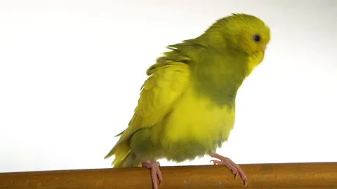 Green parrot isolated on white background Stock Footage 101824307
