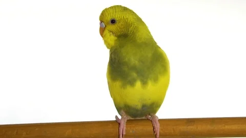 Green parrot isolated on white background Stock Footage 101824332