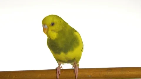Green parrot isolated on white background Stock Footage 101824340