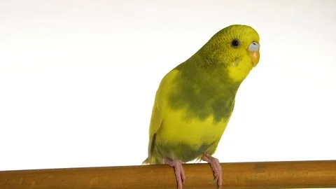 Green parrot isolated on white background Stock Footage 101824361