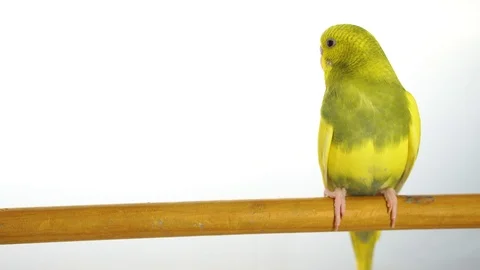 Green parrot isolated on white background Stock Footage 101824422