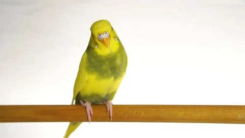 Green parrot isolated on white background Stock Footage 101824479