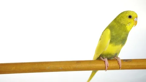 Green parrot isolated on white background Stock Footage 101824482