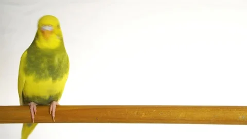 Green parrot isolated on white background Stock Footage 101824563
