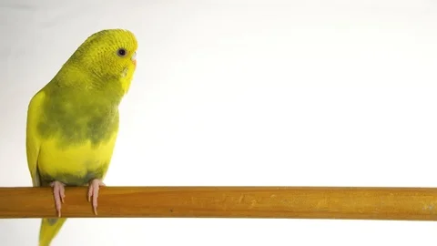 Green parrot isolated on white background Stock Footage 101824628