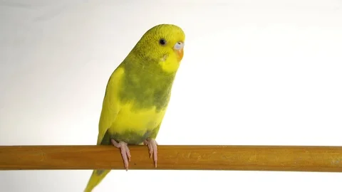Green parrot isolated on white background Stock Footage 101824638