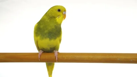 Green parrot isolated on white background Stock Footage 101824695