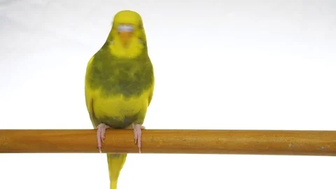 Green parrot isolated on white background Stock Footage 101824728