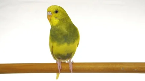 Green parrot isolated on white background Stock Footage 101824741