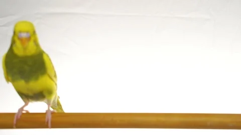Green parrot isolated on white background Stock Footage 101824754