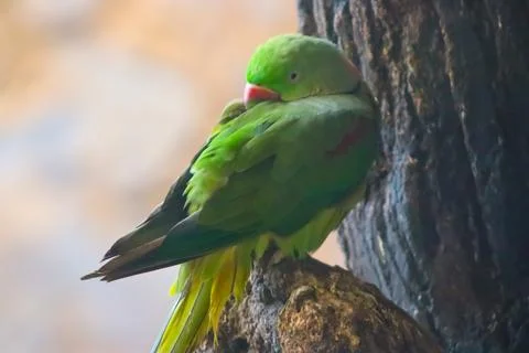 Green Parrot Itching Back On The Tree Branch Stock Photos