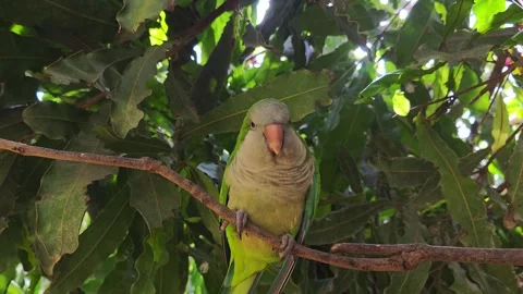 Green parrot on a leafy branch Stock-Footage 334333311