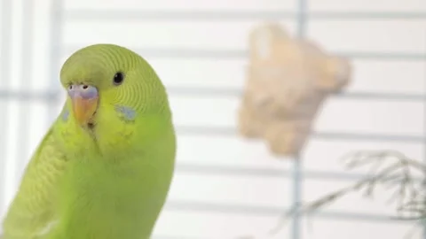 Green parrot on a light background close up 스톡 동영상 237322210