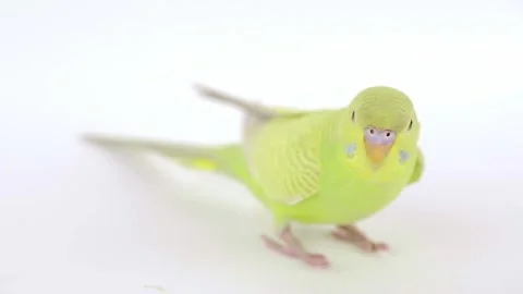 Green parrot on a light background close-up 스톡 동영상 237508034