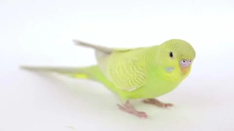 Green parrot on a light background close-up Vidéo 238030992