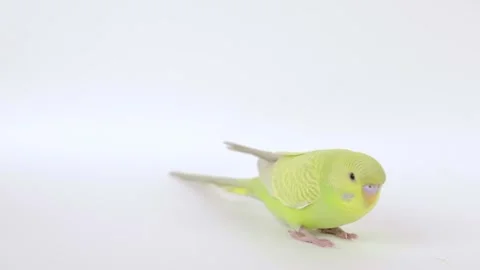Green parrot on a light background close-up Stock Footage 240481429