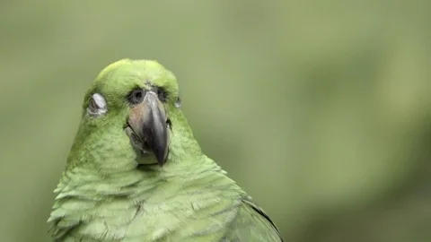 Green parrot looking around forest Stock Footage 77804250
