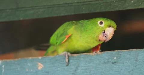 Green parrot looking to camera Stock Footage 119190483