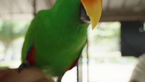 Green Parrot Looking at Camera with Orange Beak While Holding Seed Inside Aviary Stock-Footage 314019097