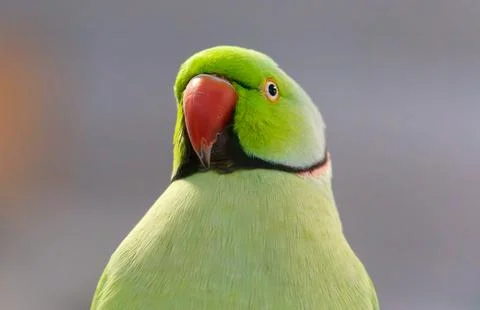 A green parrot is looking at the camera Foto stock