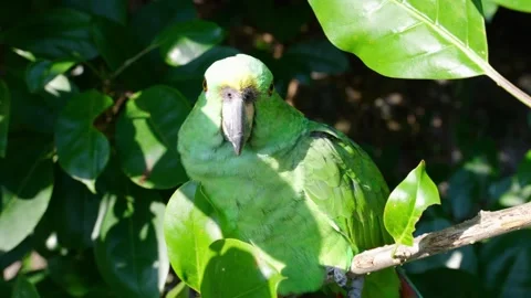Green parrot looking forward then sideways Stock Footage 326021388