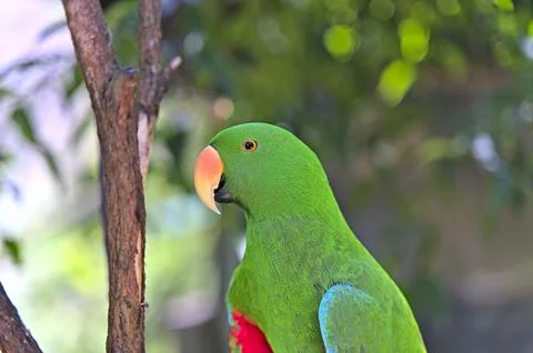Green parrot looking sideways of the camera Stock-Fotos