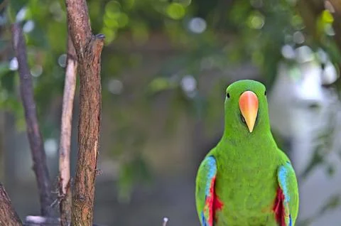Green parrot looking strait to the camera Stock Photos
