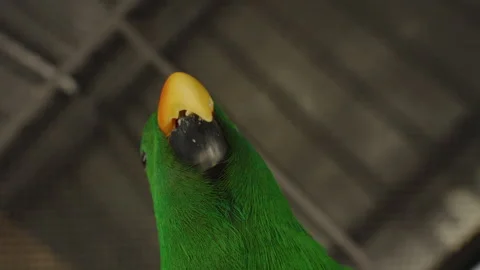 Green Parrot Looking Up While Holding Seed in Beak under Indoor Roof Lighting, Stock-Footage 314019336
