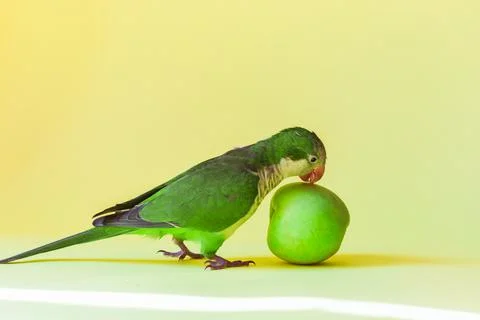 Green parrot monk breed eats a green healthy apple on a yellow background. Stock Photos