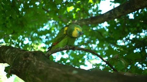 Green Parrot Moving Head on a Tree Branch, Background Green Bokeh Stock Footage 122764558