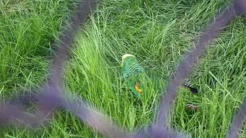 Green parrot pecks the grass while sitting in the bird cage Video stock 162174723