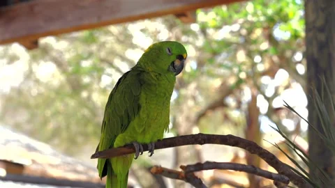 Green parrot perched on curved tree branch 库存影片 335227919