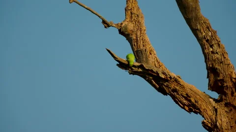 Green Parrot Perched On Dry Tree Branch In India Video stock 339854800