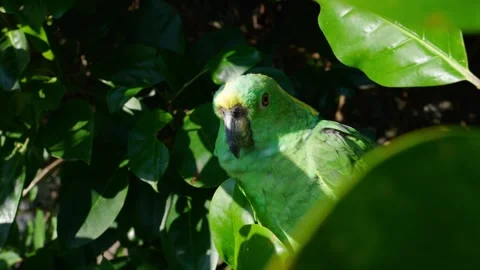 Green parrot perched in foliage Stock Footage 326021389