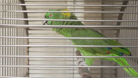 Green parrot perched inside cage bars Stock Footage 323424243